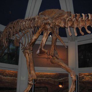 Dinosaur