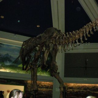 Dinosaur