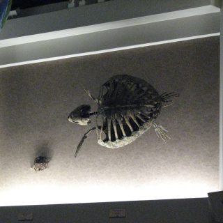 Dinosaur