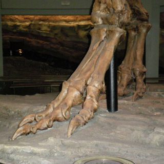 Dinosaur