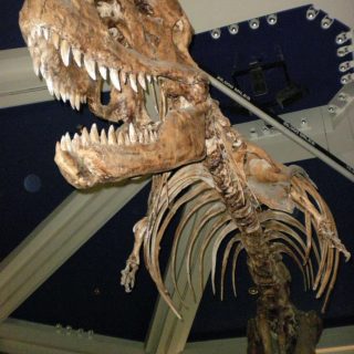 Dinosaur
