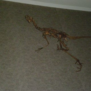 Dinosaur