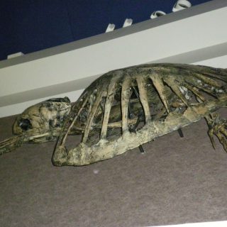 Dinosaur