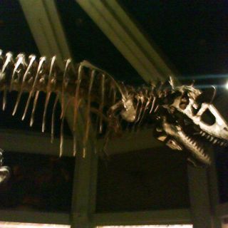 Dinosaur