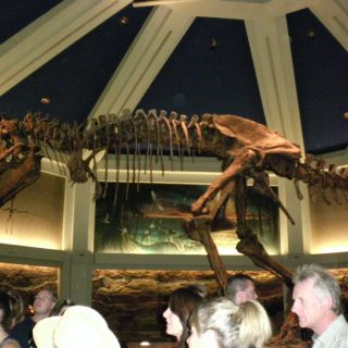 Dinosaur