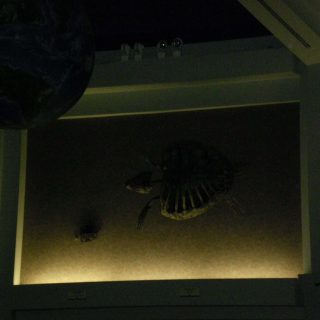 Dinosaur
