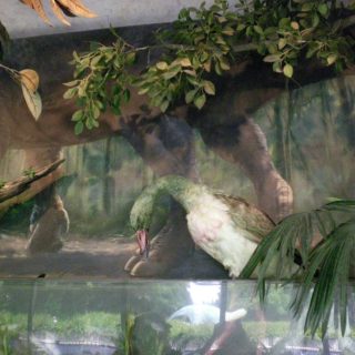 Dinosaur