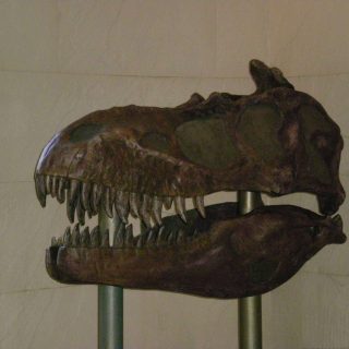 Dinosaur
