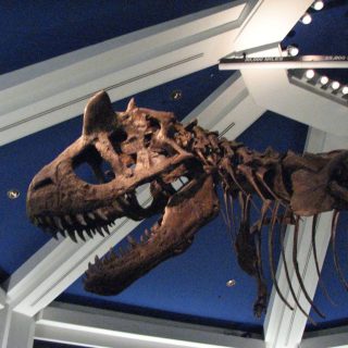 Dinosaur