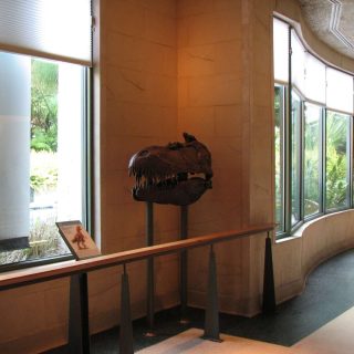 Dinosaur