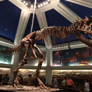 Dinosaur