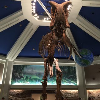 Dinosaur