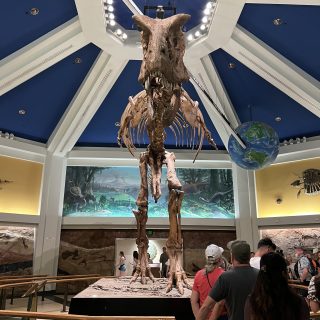 Dinosaur