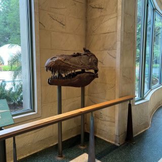 Dinosaur